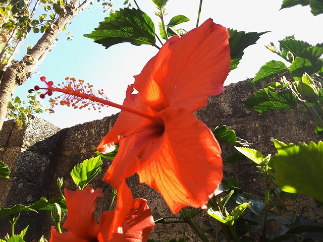 Hibisco, Flor, Primavera, Flora