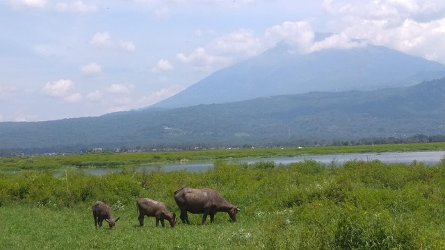 Free Buffalo Grass photo and picture