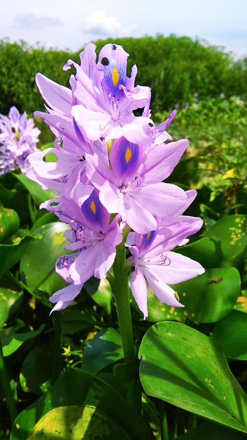 Free Flower Bloom photo and picture