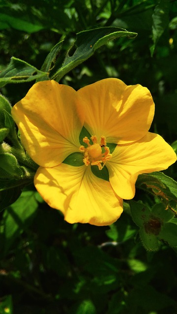 Free Yellow Flower photo and picture