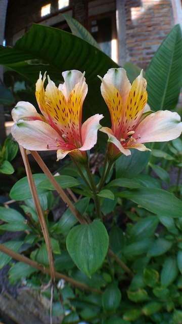 Free Flower Blooming photo and picture