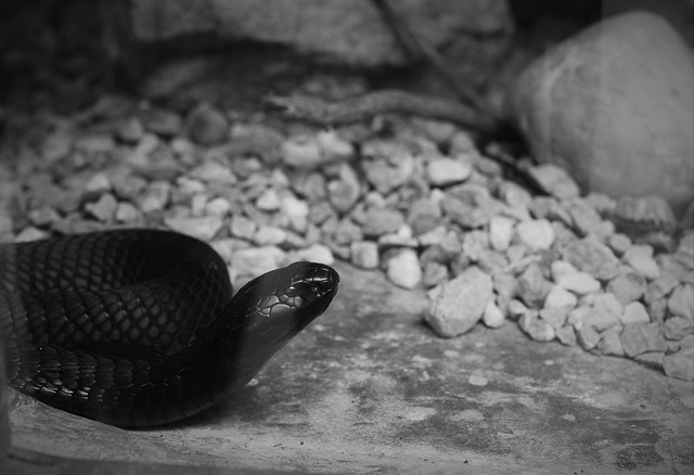 Cobra, Cobra Cuspidora De Moçambique