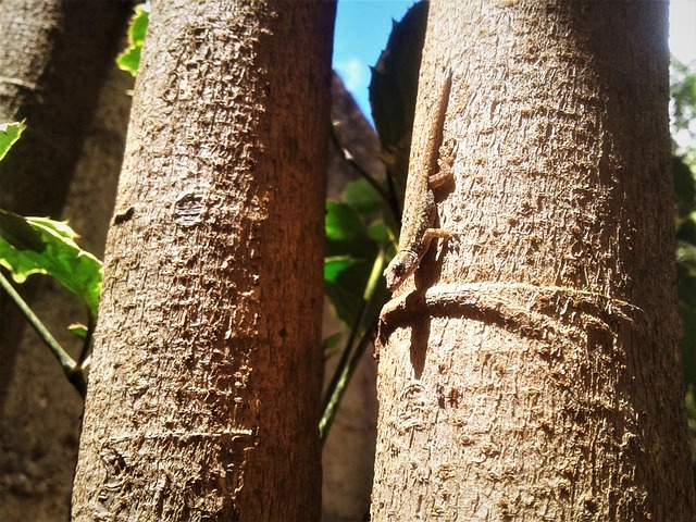 Lagarto, Lagartixa, Papel De Parede Hd