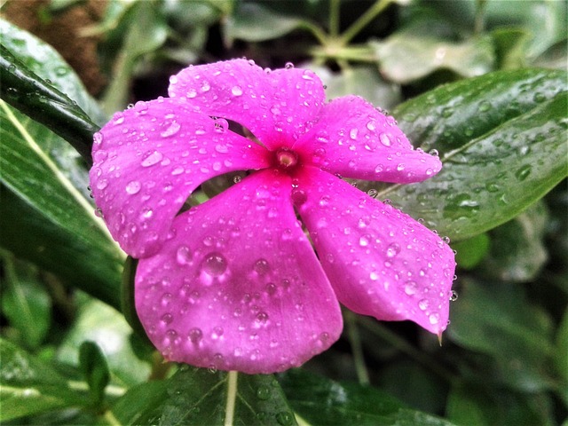 Pervinca, Flor, Bloom, Primavera