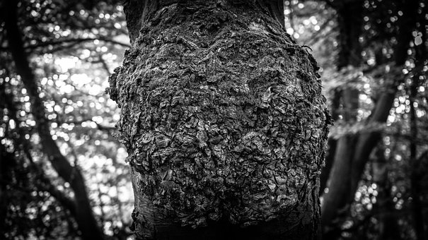 Free Tree Branch photo and picture
