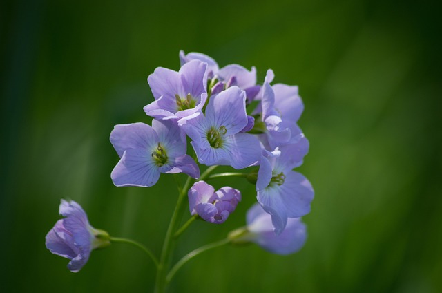 Free Wildflowers Flowers photo and picture