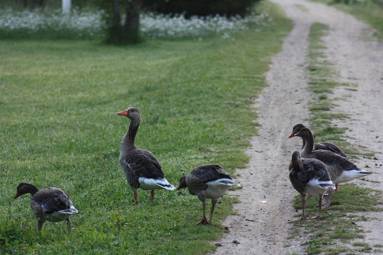 Geese Birds Field Greylag - Free photo on Pixabay - Pixabay