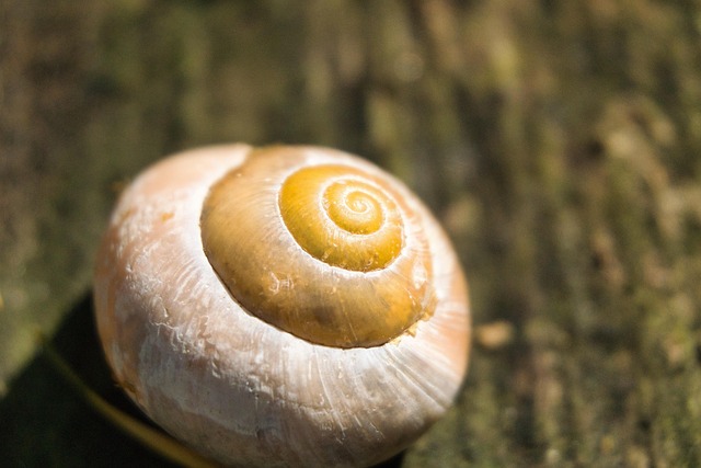 Free Snail Shell photo and picture
