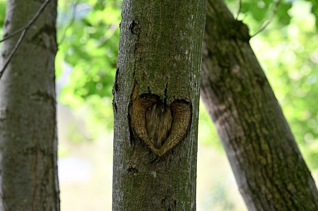 Corazón, Amor, Árbol, Planta, Naturaleza