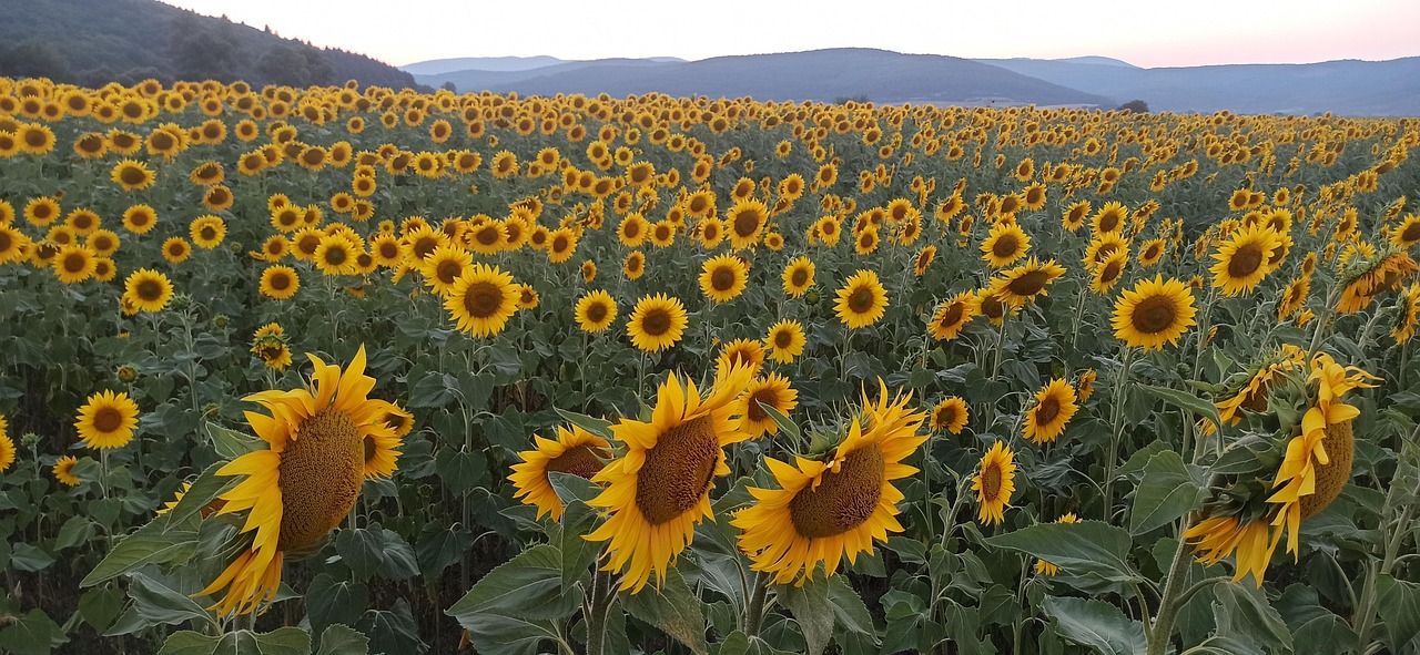 Download free HD stock image of Sunflowers Summer Free Sunflowers Summer photo and picture