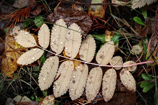 Blätter, Natur, Herbst, Jahreszeit