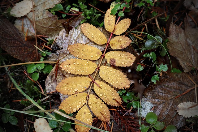 Blätter, Natur, Herbst, Jahreszeit