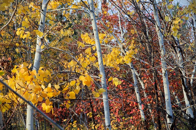 Blätter, Natur, Herbst, Jahreszeit, Espe