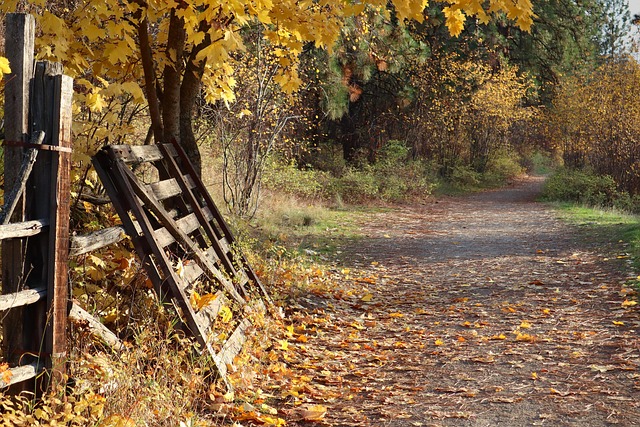 Blätter, Natur, Herbst, Jahreszeit, Wald