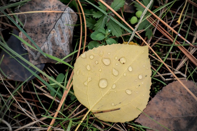 Blätter, Natur, Herbst, Jahreszeit, Espe