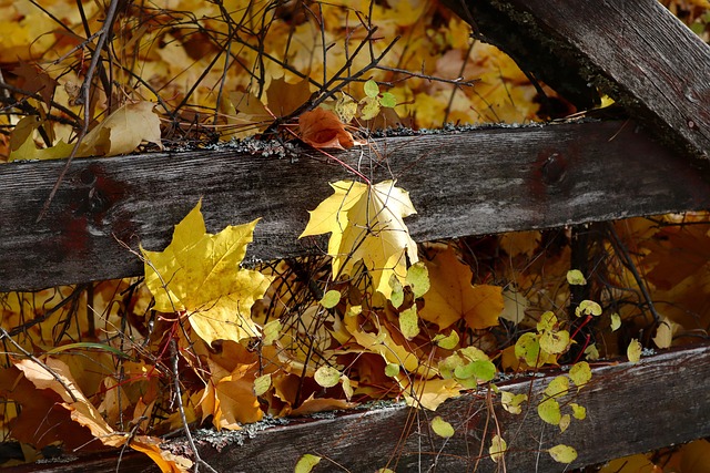 Blätter, Natur, Herbst, Jahreszeit, Espe