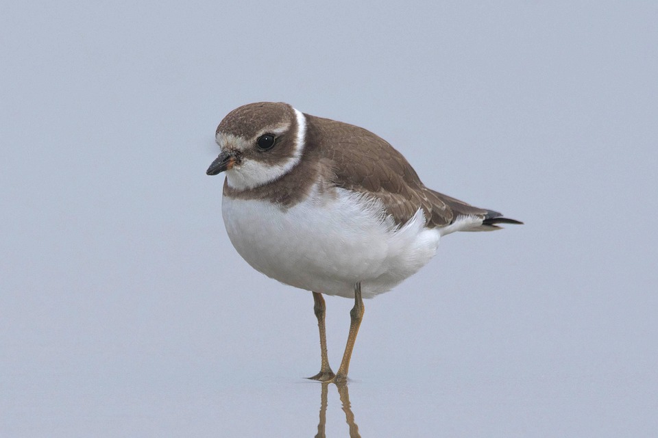semipalmated-plover-