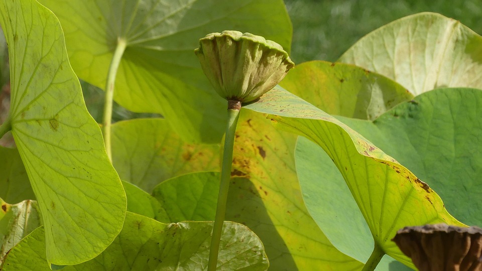 Plant Lotus Seed Pod - Free photo on Pixabay