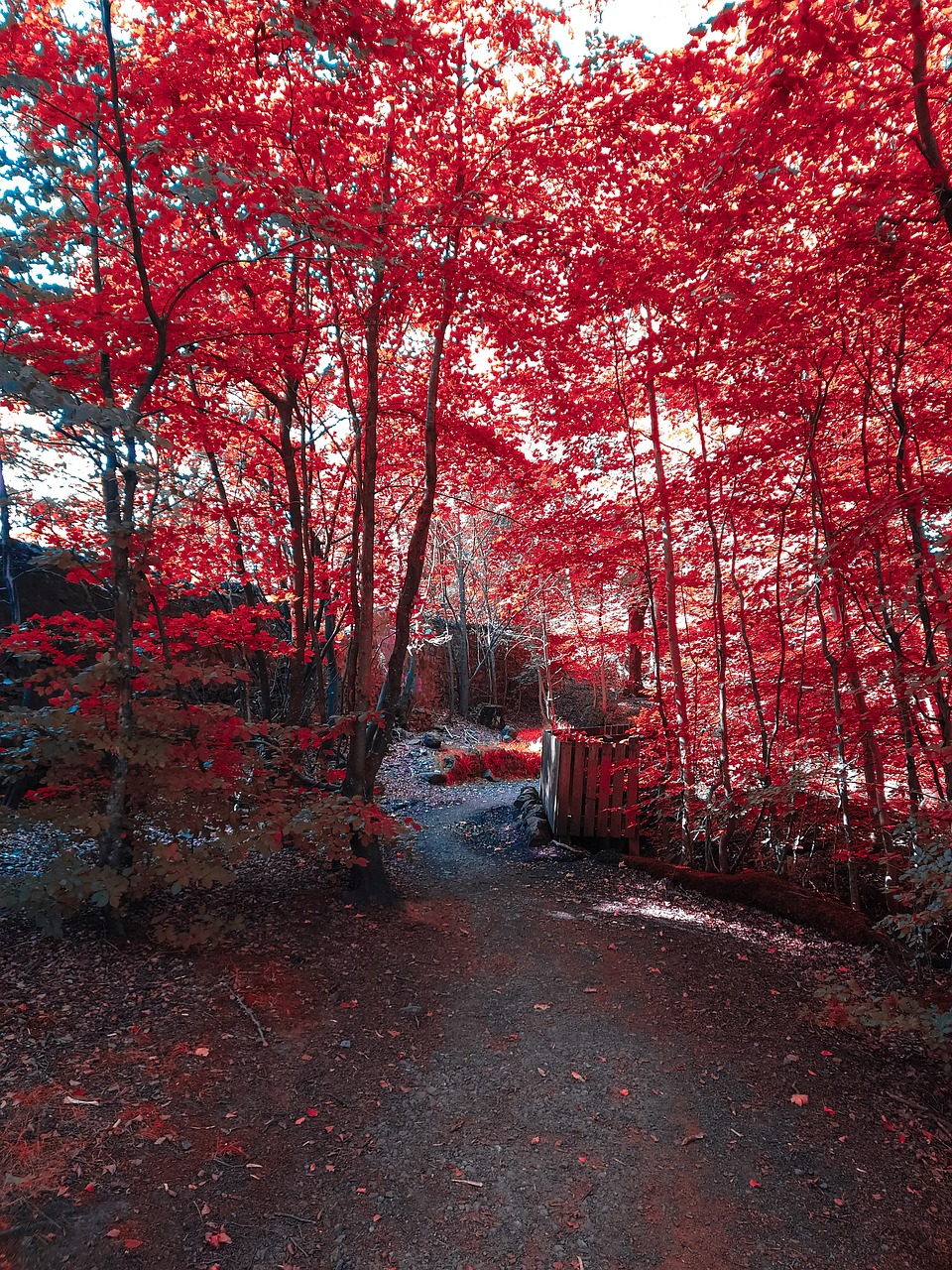 Infrared Forest Woods Free photo on Pixabay Pixabay