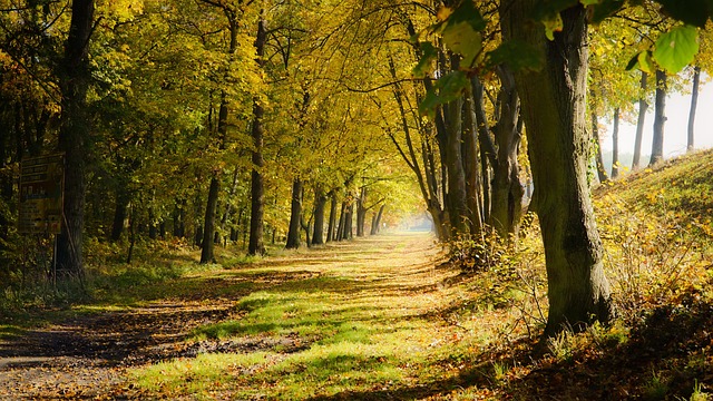 Free Autumn Nature photo and picture