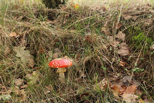 Pilz, Wald, Gras, Herbst, Pilzkunde