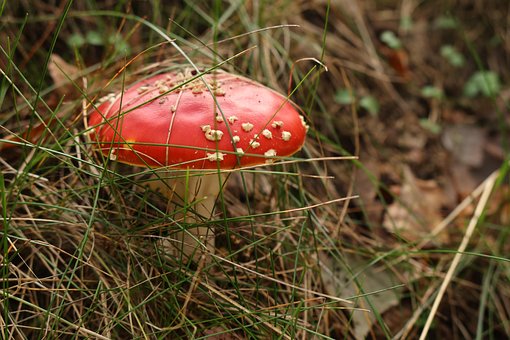 Pilz, Wald, Gras, Herbst, Pilzkunde