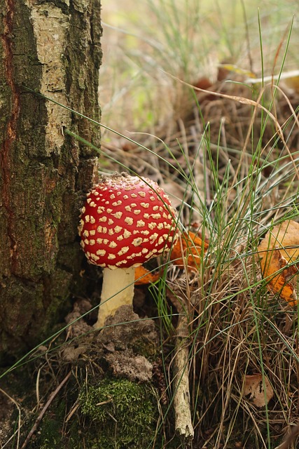 Pilz, Wald, Natur, Herbst