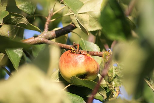 Herbst, Hornisse, Apfel, Fraßschaden