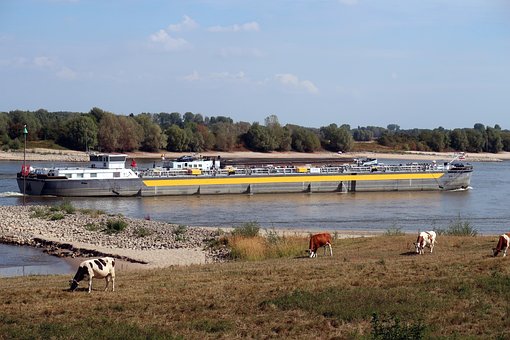 Free Cows Ship photo and picture