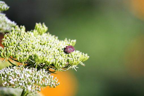 Käfer, Insekt, Strip-Fehler, Wilde Möhre