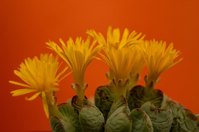 Free Flowers Succulent photo and picture