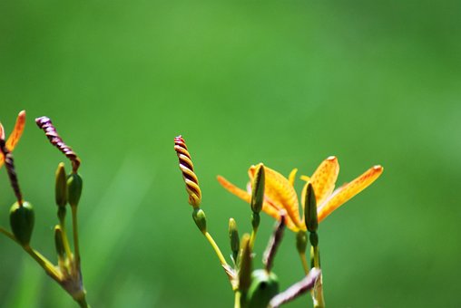 Lilie, Blumen Hintergrund, Blume
