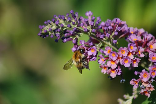 Insekt, Schöne Blumen, Bestäuben