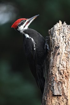 1000以上の無料キツツキ 鳥画像 Pixabay