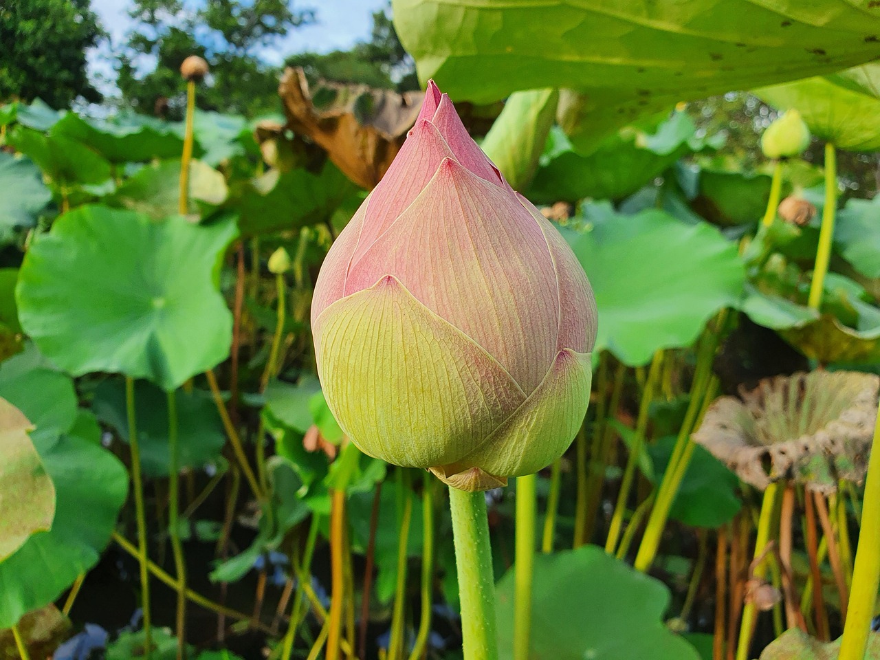 Bloom Lotus Aquatic Plant Flower Free photo on Pixabay Pixabay