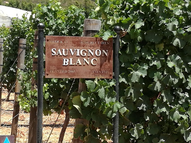 Free Grapes Sauvignon photo and picture