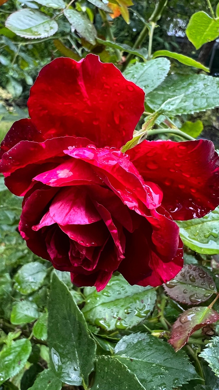 Impression sur Toile 100x40cm Tableaux Image Photo Rose fleur