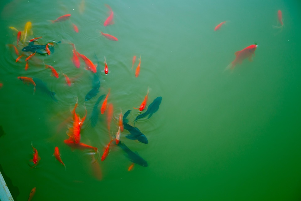 Koi Süßwasserfisch - Kostenloses Foto auf Pixabay - Pixabay