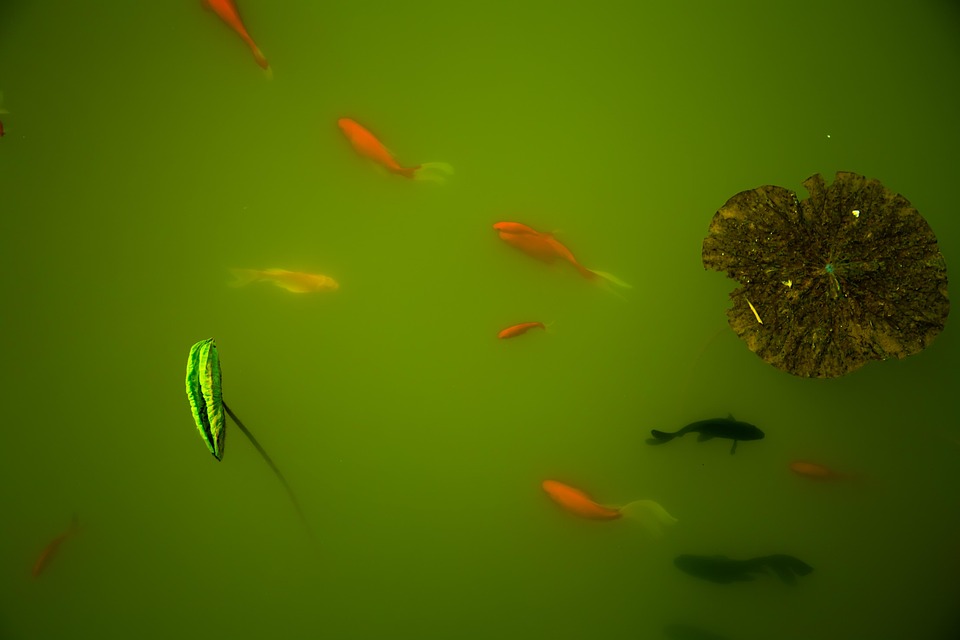 Koi Fish Freshwater - Pixabay上的免费照片 - Pixabay