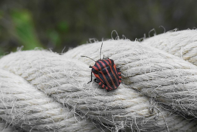 Free Striped Beetle Italian Striped Beetle photo and picture