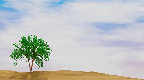 Free Tree Desert photo and picture