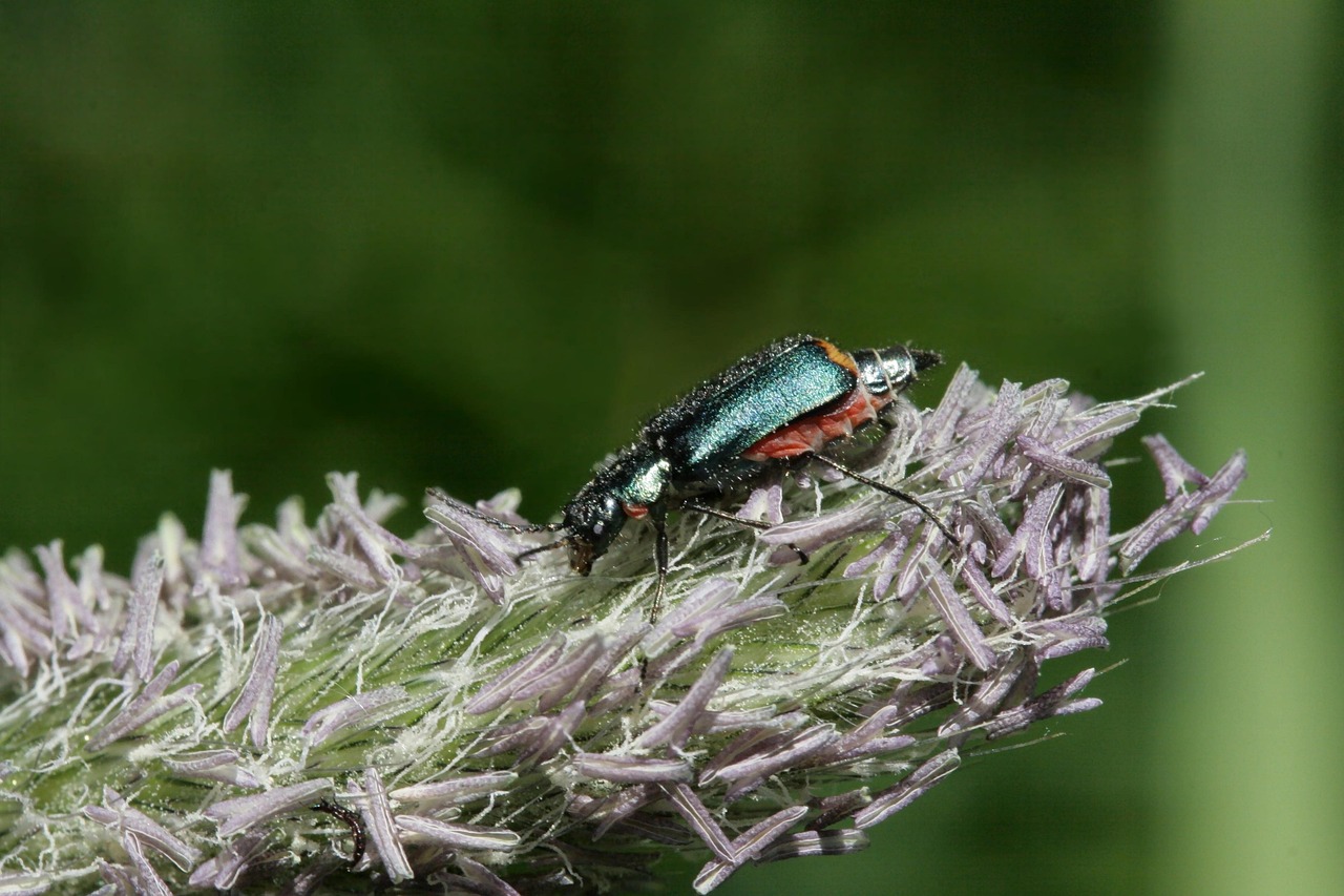 Malachite Beetle Grass - Free photo on Pixabay - Pixabay