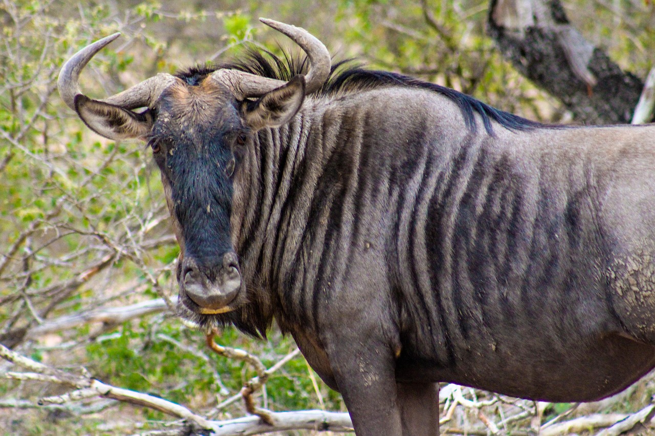 Gnu Africano Gnu Africa Tarangire Foto Gratis Su Pixabay