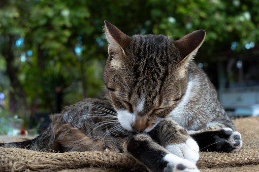 Gato, Animal, Grooming, Al Aire Libre