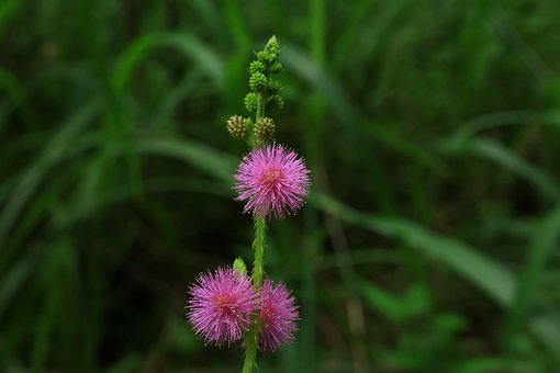 30以上の無料オジギソウ 自然画像 Pixabay