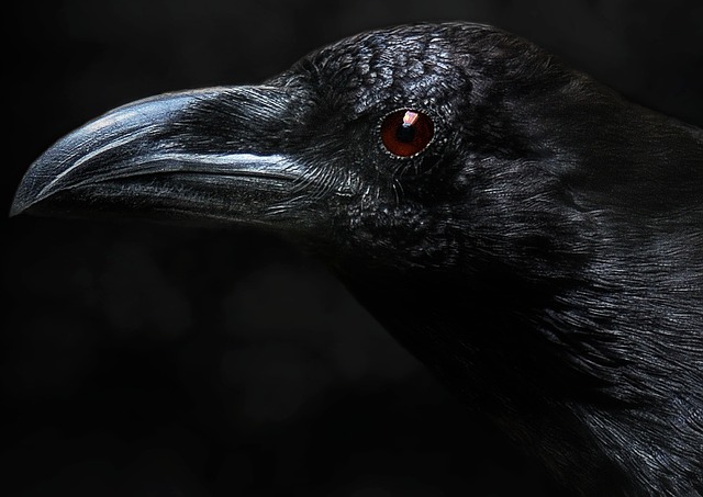Raven Crow Bird Black - Free photo on Pixabay
