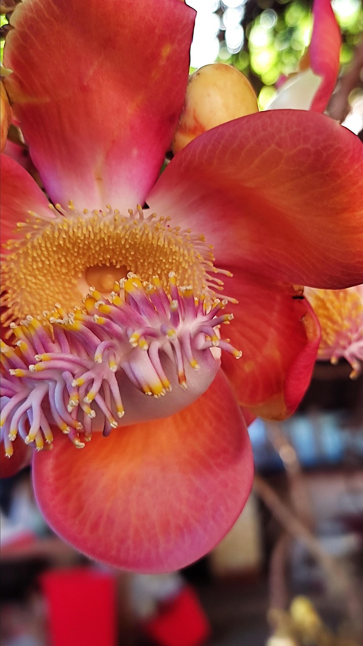 Flor Rja Naturaleza Flor Roja De - Foto gratis en Pixabay - Pixabay