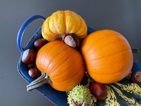 Free Pumpkin Fall photo and picture