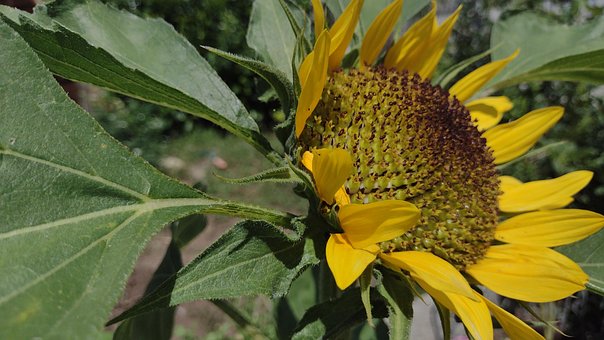 Free Sunflower Flower photo and picture
