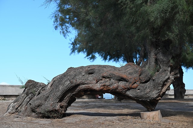 Free Olive Tree Bridge photo and picture